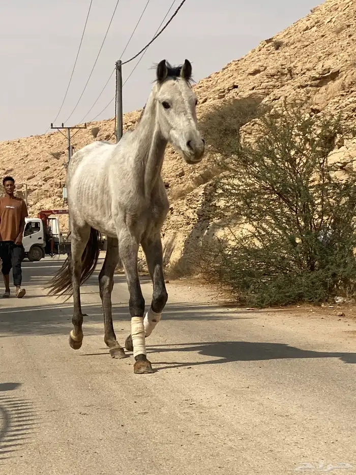 حصان شعبي للبيع 14