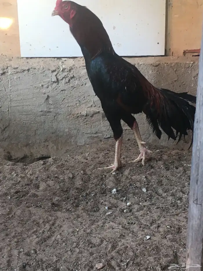 ديك باكستاني سندي 4