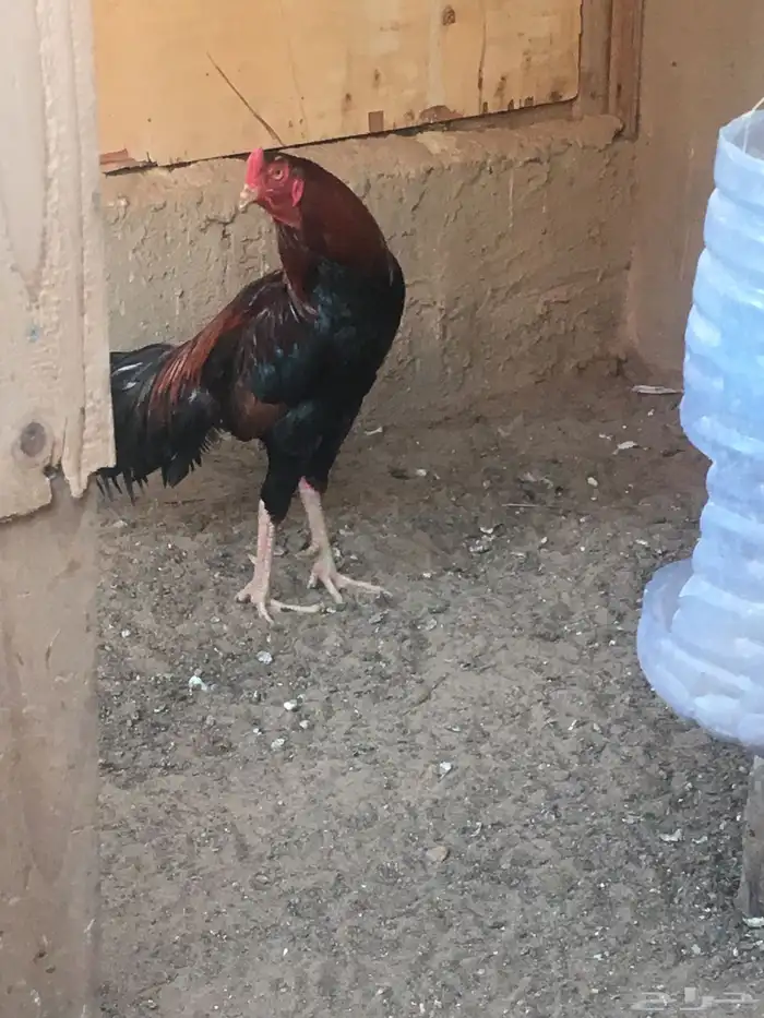 ديك باكستاني سندي 5