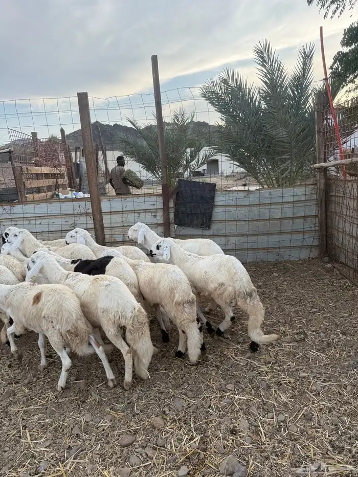 طليان حريه وسواكن 11