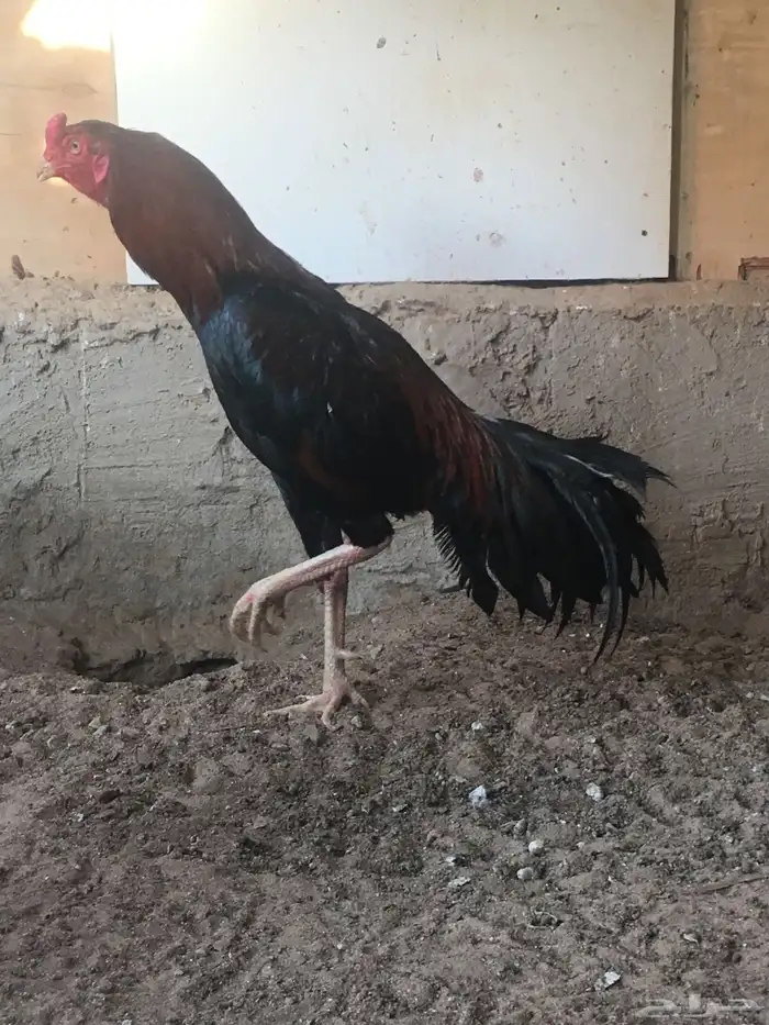 ديك باكستاني سندي 3
