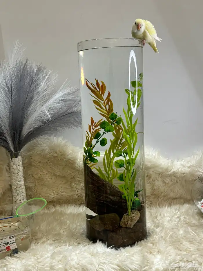 هديه بيت جديد ( حوض سمك كبير ) 15 لتر ماء 3