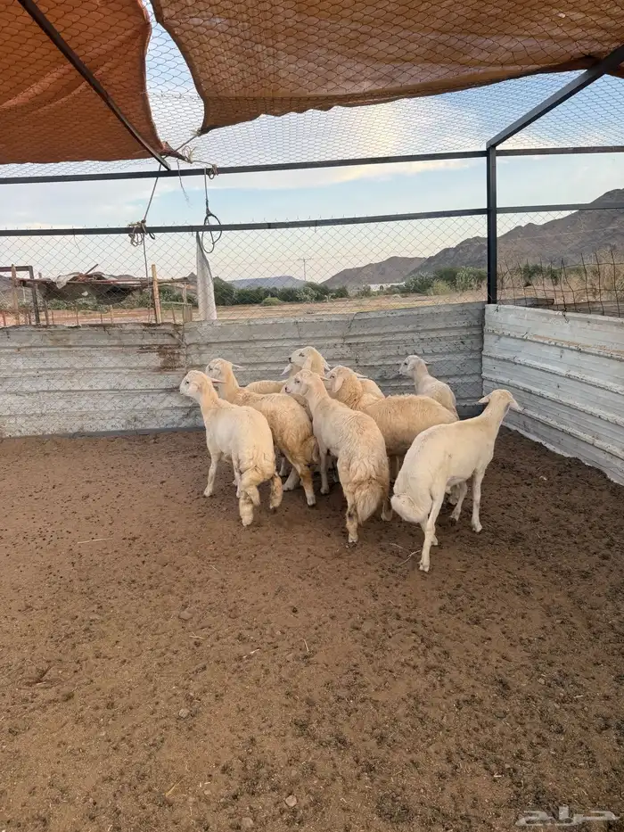 طليان حريه وسواكن 0