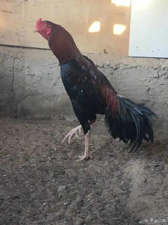 ديك باكستاني سندي 1