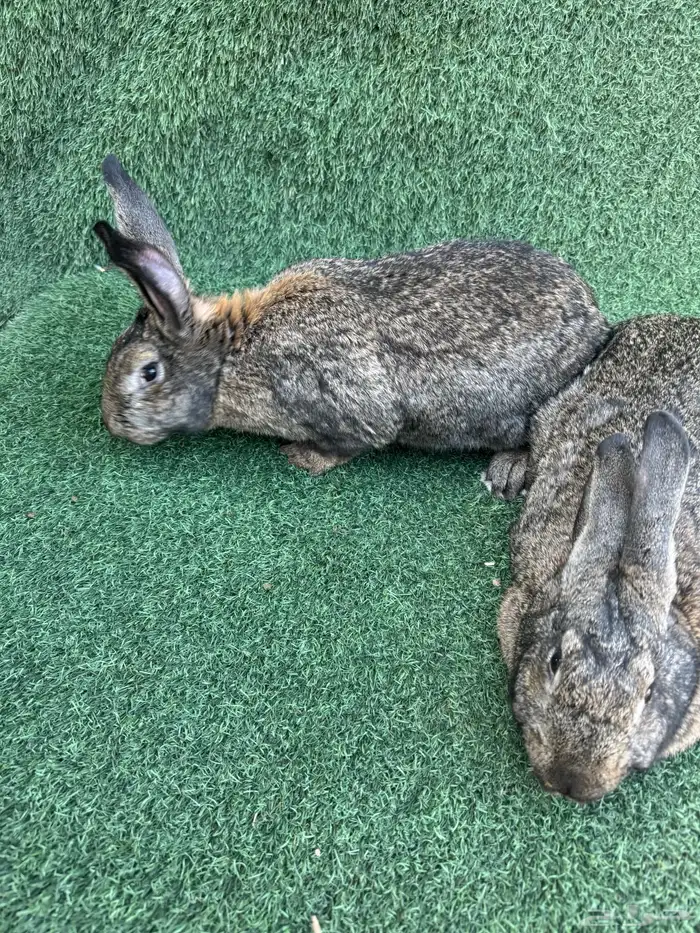 اناث ارانب فلاندر الماني( تم البيع) 2