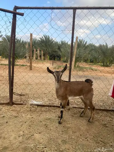 تيس مهجن بدن عمره شهر ونص وضعه جيد طيب ولايعاني من شي index