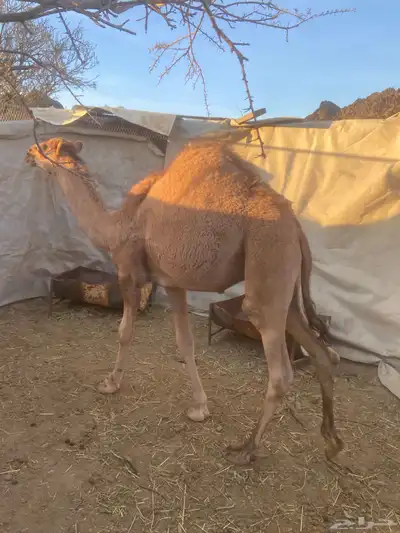 قعود مفرود تم البيع 2