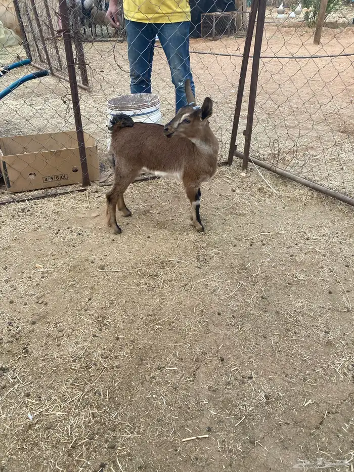تيس مهجن بدن عمره شهر ونص وضعه جيد طيب ولايعاني من شي 2