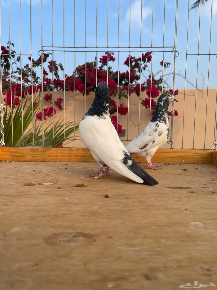 للبيع زوج تيدي سخي 2