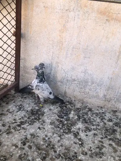 للبيع اخوان بطن واحد 0