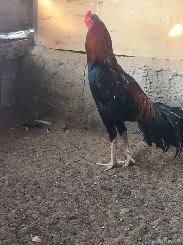 ديك باكستاني سندي 6