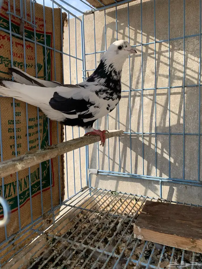 حمام قطيفي للبيع 0