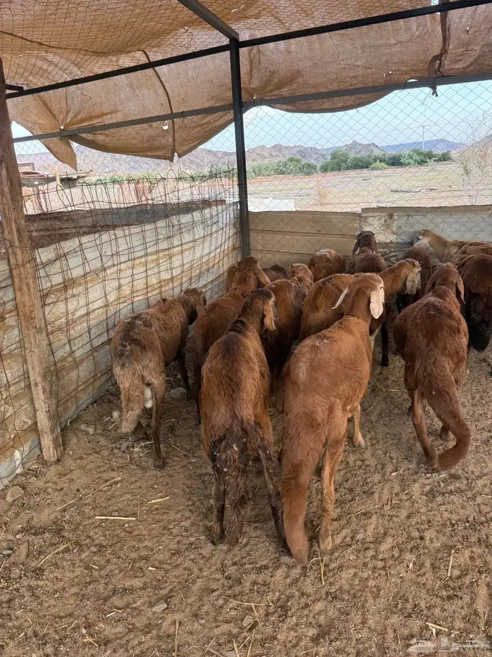 طليان حريه وسواكن 15