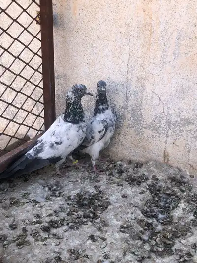 للبيع اخوان بطن واحد 1