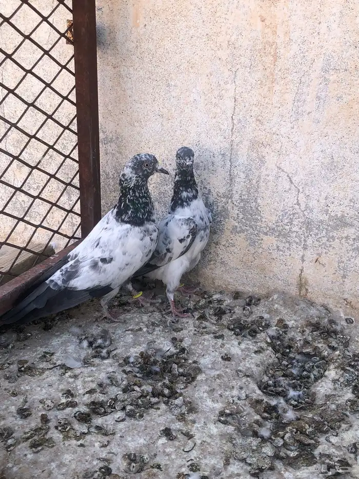 للبيع اخوان بطن واحد 1