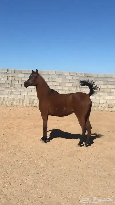 فرس معها مهر 0