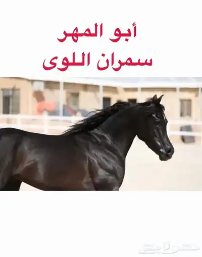 فرس معها مهر 1