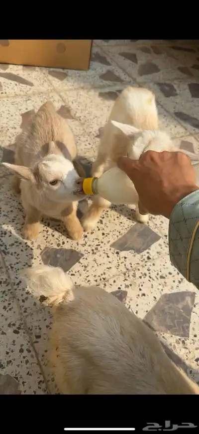 ماعز قزم صغار 0