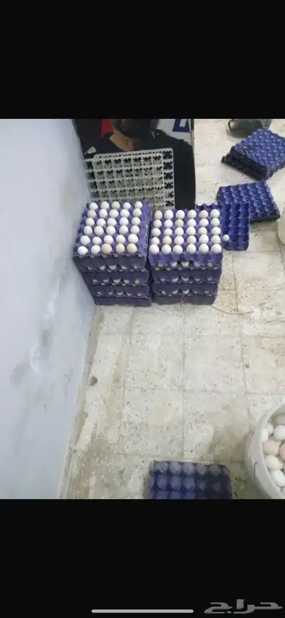 بيض بلدي يوميا أكل ومخصب فقاصه 1