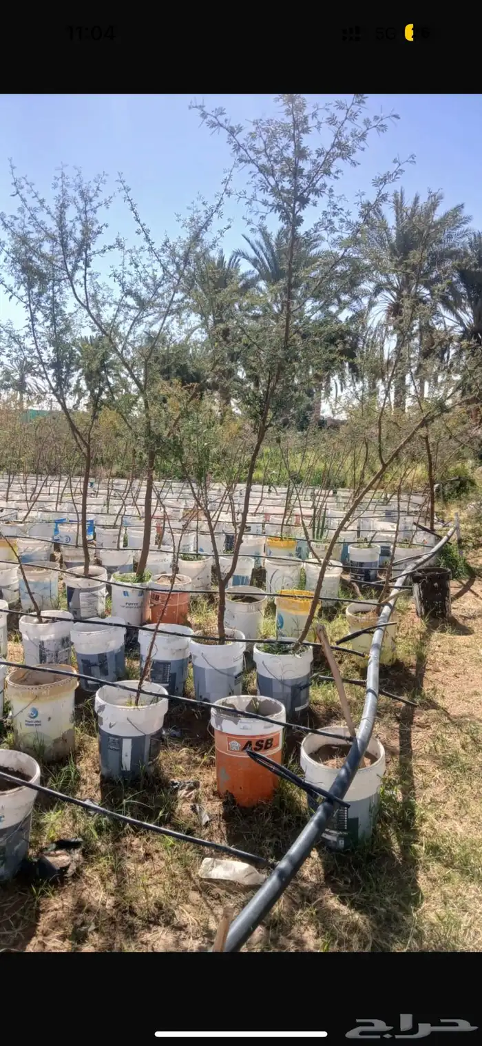 شجر طلح مقاس بوصة للمشاريع الحكومية 2
