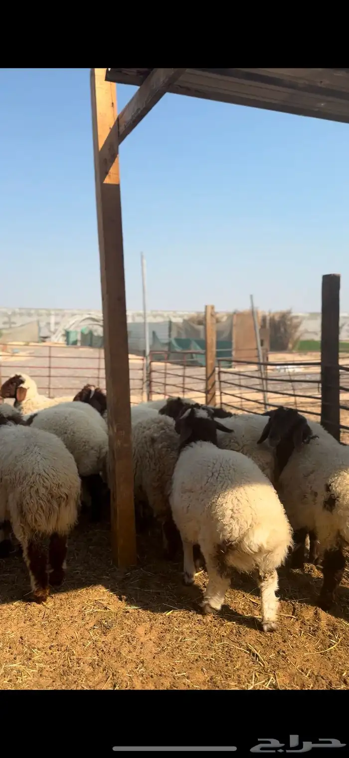 ذبايح نعيم بلدي هرافي 0