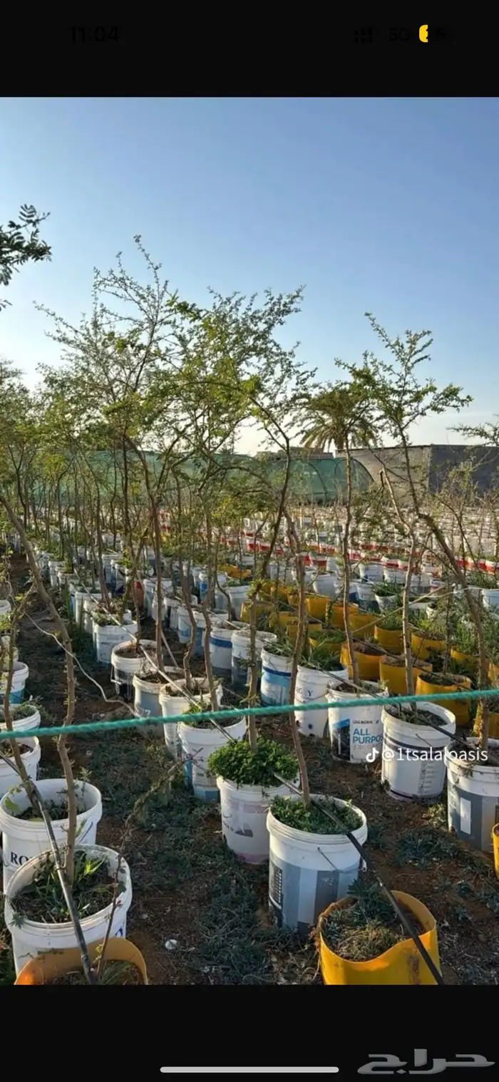 شجر طلح مقاس بوصة للمشاريع الحكومية 1