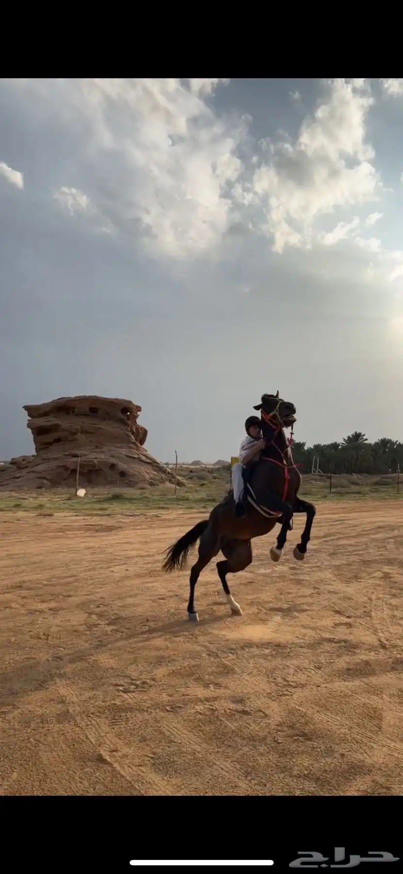خيل شعبي 1