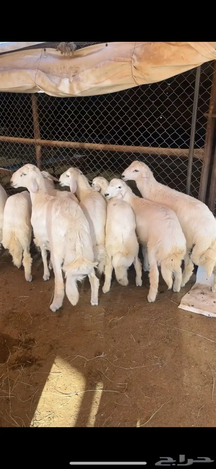أبو ذيب للذبائح ( يتوفر ذبح وتوصيل ) 6