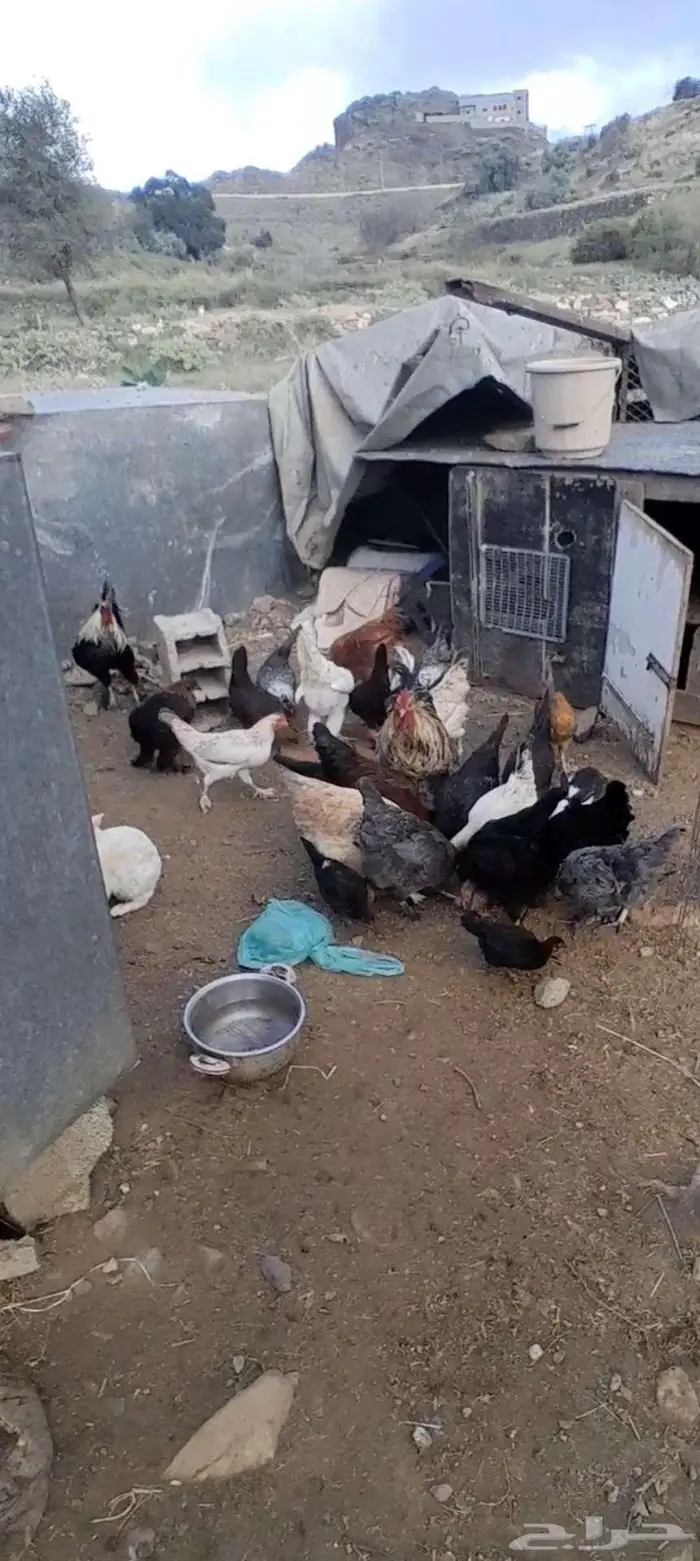 دجاج للبيع جمله الموقع بني مالك 1