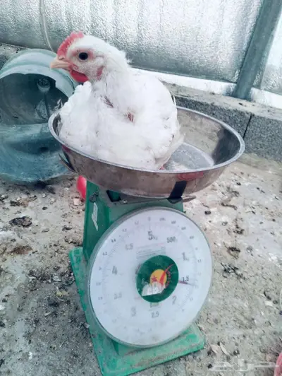 عرض اليوم 0
