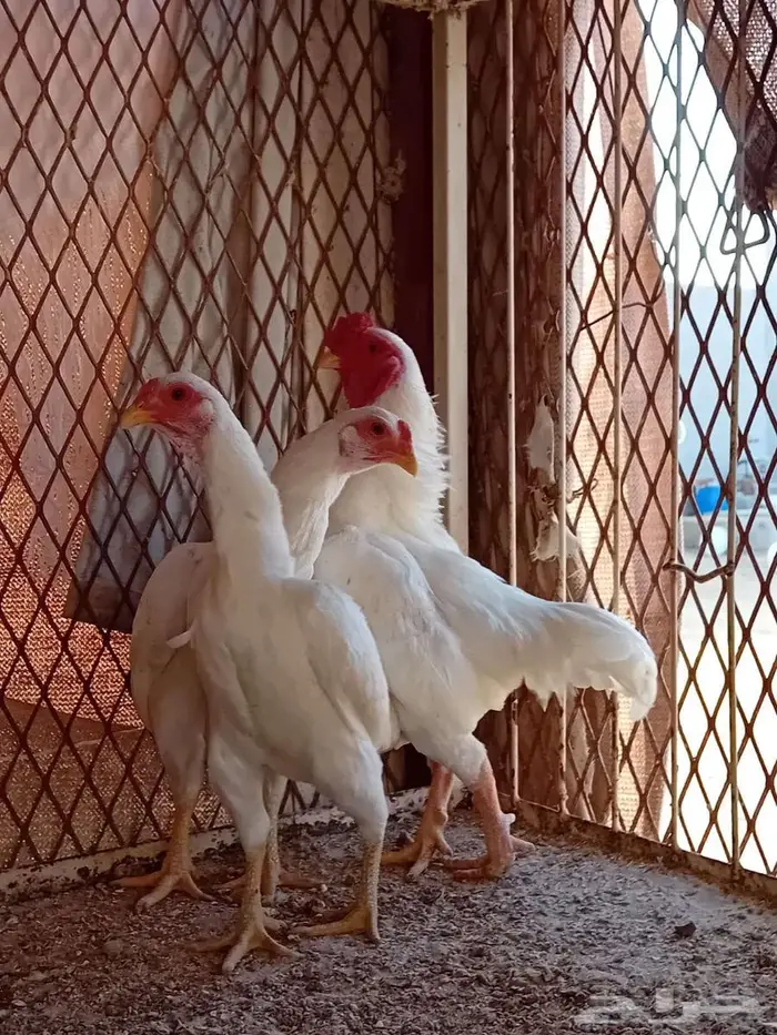 جده ذهبان دجاج كوشامو 0
