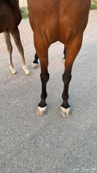 فرس معها مهر 2