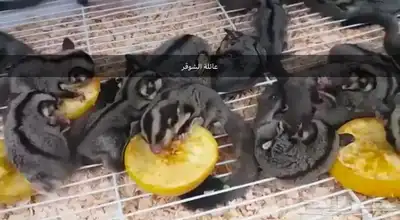 سنجاب الطائر 1