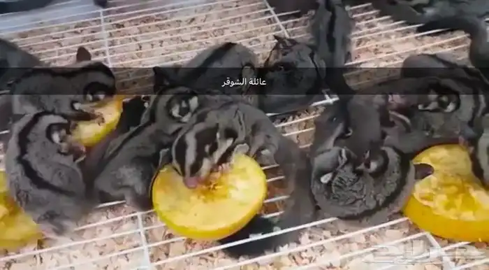 سنجاب الطائر 1