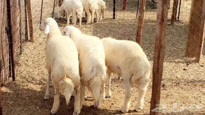 ذبائح مع التوصيل الاعلى تقييم وجوده في الموقع 13