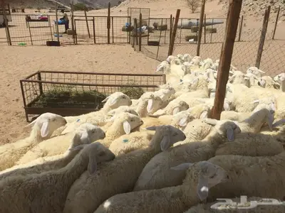 ذبائح مع التوصيل الاعلى تقييم وجوده في الموقع 2