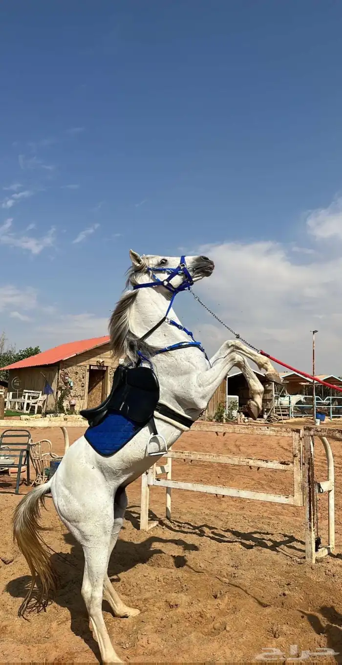 حصان شعبي شيخ 1