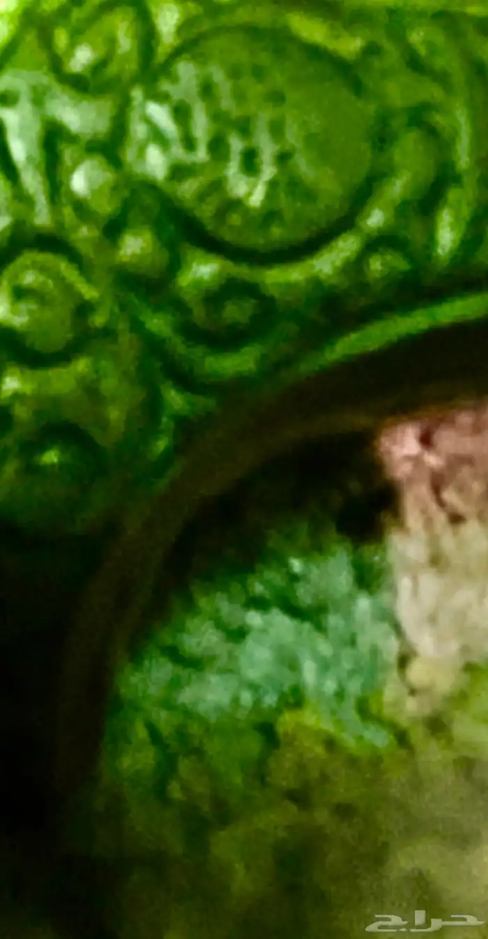 حناجر عثمانيه او ايرانيه 3