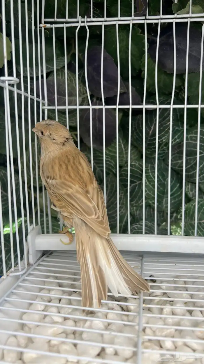 انثى كناري 1