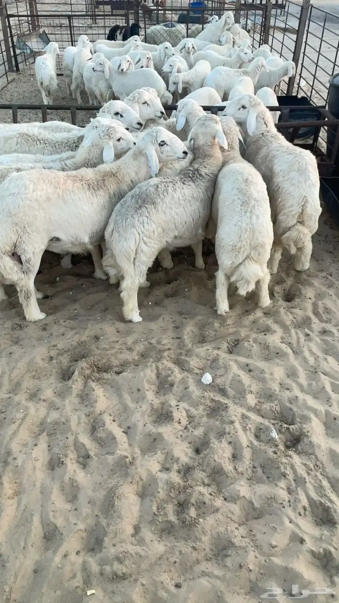 ذبايح حري 1