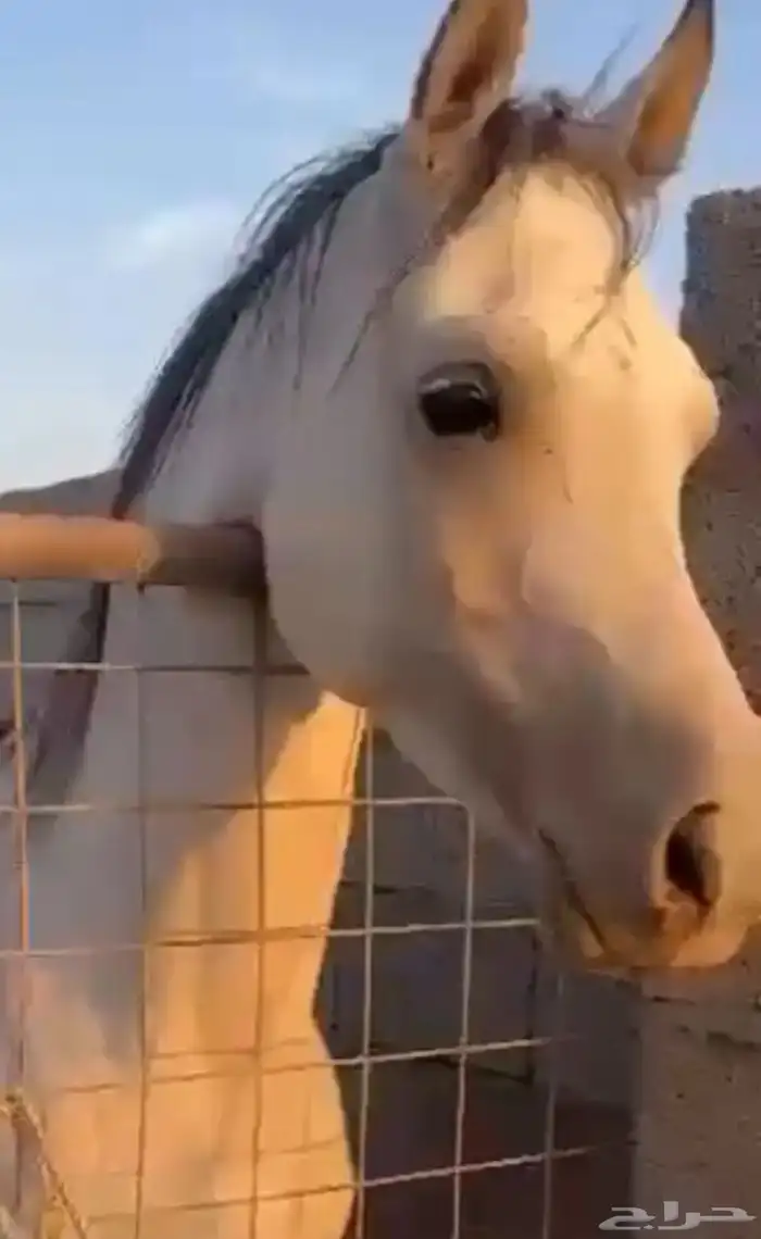 حصان شعبي شيخ 0
