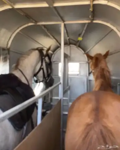 عربة خيل راسين للبيع 3