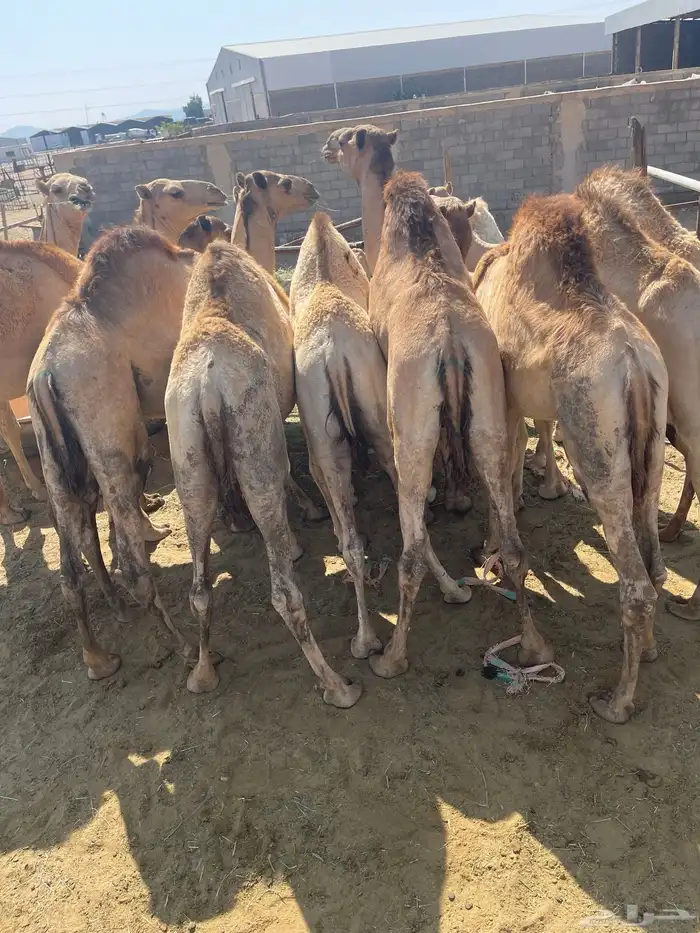 للبيع القعدان الكفو للمبادي وزواجات 0
