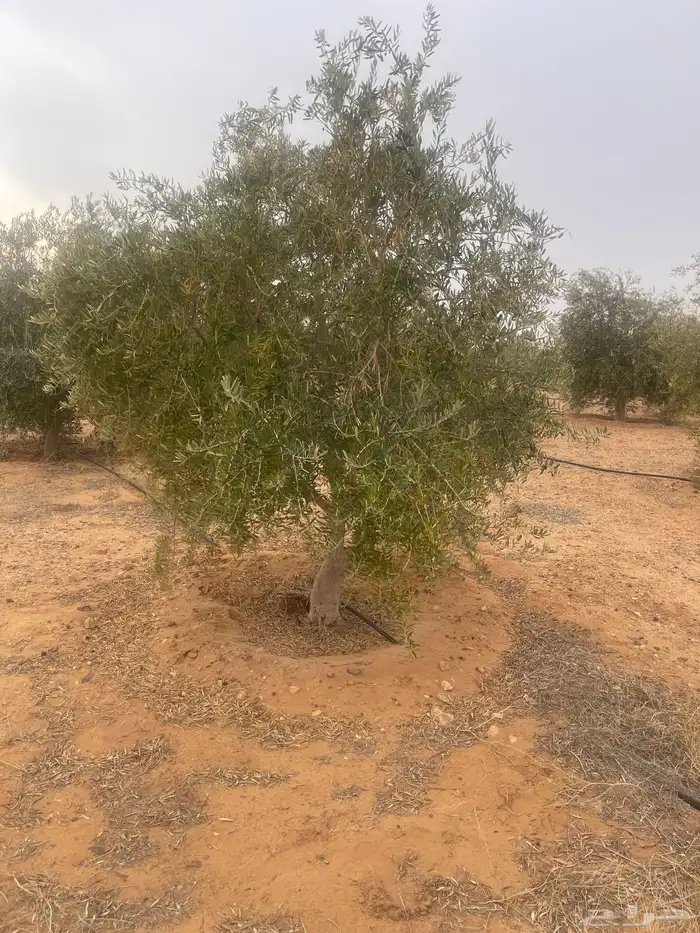 اشجار زيتون 5