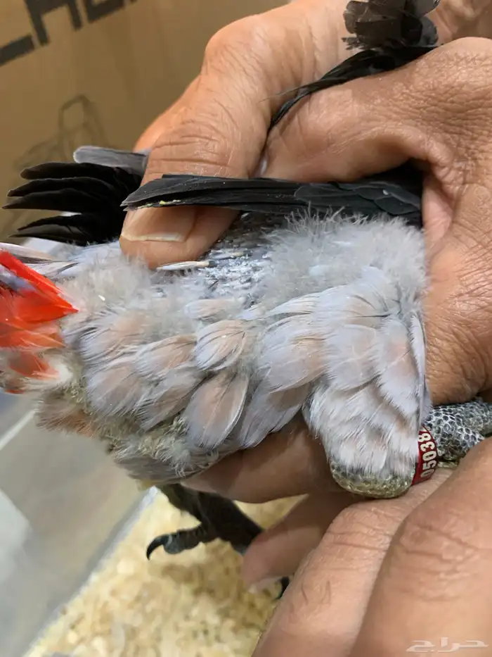 فروخ كاسكو تم البيع 2