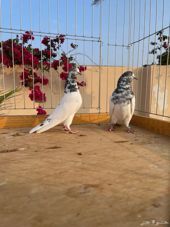 تيدي جونسيرا 3