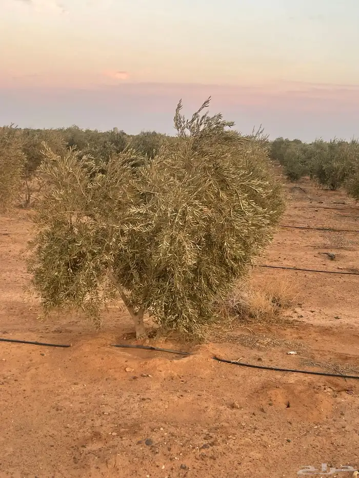 اشجار زيتون 2