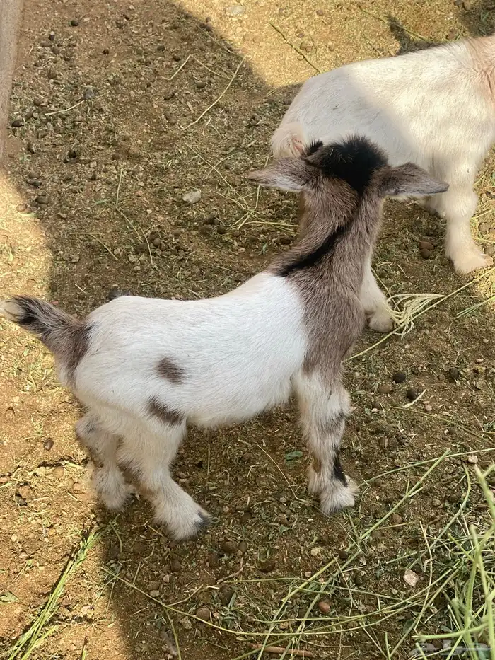 قزمي مواليد للبيع قصيره وجميله جدا 2