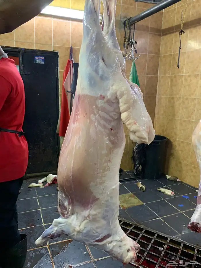حري طليان جبره ذبائح مناسبات ذبايح ثلاجه يوجد توصيل 0