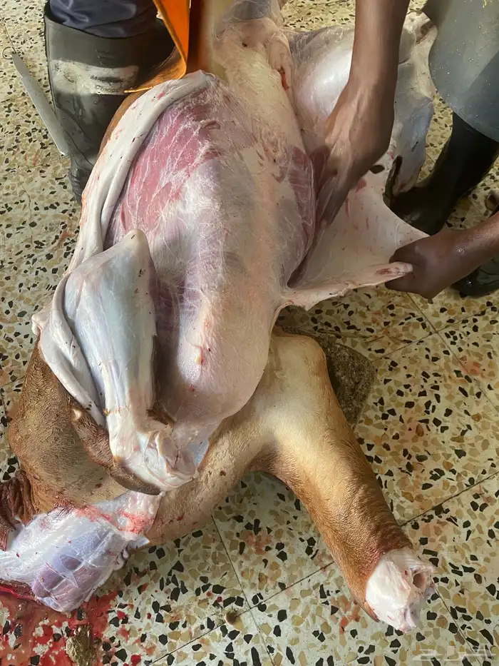 حسيل شركه ربع 1400 وثمن 700 2